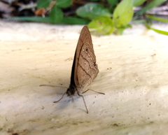 Hermeuptychia hermes