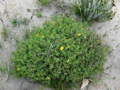 Argyrolobium pachyphyllum