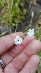 Plagiobothrys nothofulvus