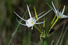 Hymenocallis liriosme