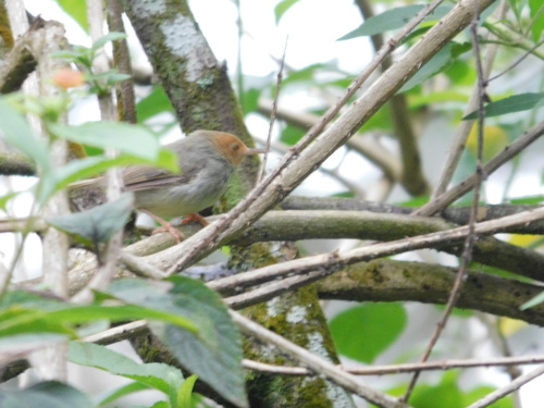 Olive-backed Tailorbird (Orthotomus sepium), photo 5