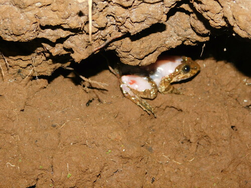 Kuhl's Creek Frog, Limnonectes kuhlii