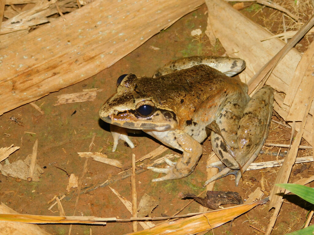 Fanged River Frog from Cimanggung, Sumedang Regency, West Java ...