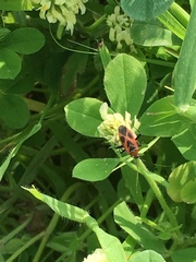 Calocoris nemoralis