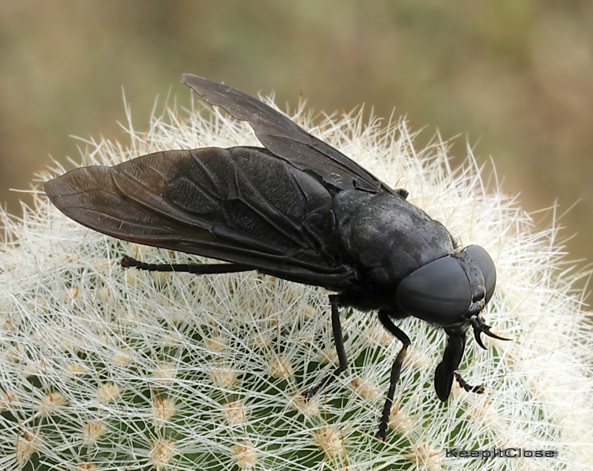 Huge fly - Tabanus atratus 