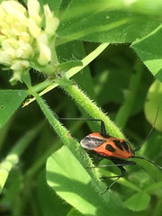 Calocoris nemoralis