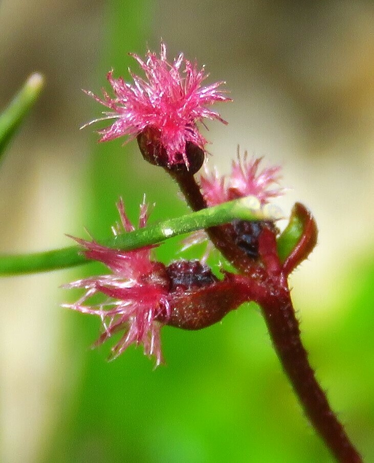Common Raspwort from Gardens of Stone SCA, Farmers Creek NSW 2790 ...