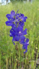 Delphinium patens