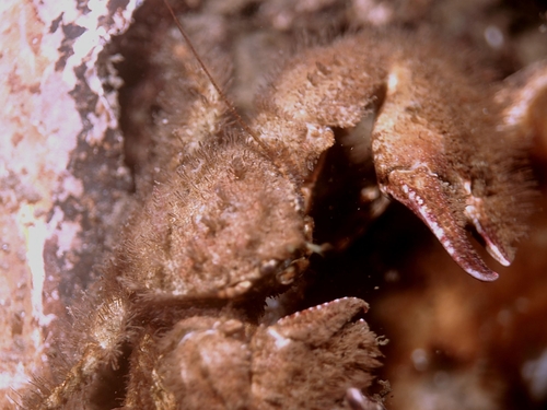 Hairy Porcelain Crab, Nederland, photo 9 of 10