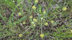 Tauschia kelloggii