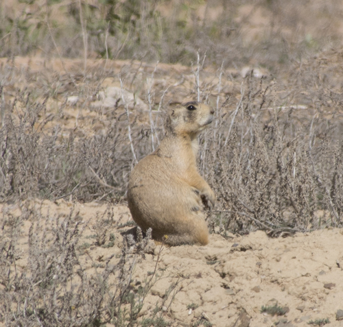 White-tailed Prairie Dog
