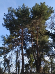 Pinus brutia pityusa