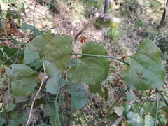 Smilax excelsa