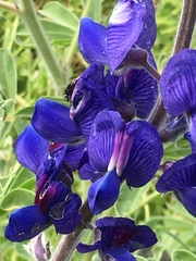 Lupinus pilosus
