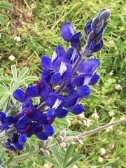 Lupinus pilosus