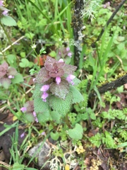 Lamium purpureum purpureum