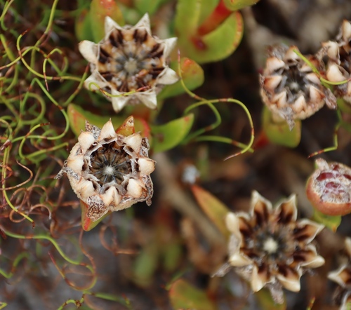 Babel Spoonfig (Erepsia babiloniae)