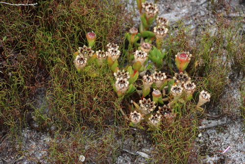 Image of Erepsia babiloniae by (c) Tony Rebelo, some rights reserved (CC BY-SA)