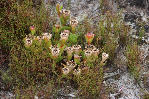 Image of Erepsia babiloniae by (c) Tony Rebelo, some rights reserved (CC BY-SA)