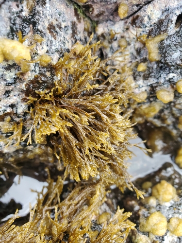 Chnoospora minima observed 2023-12-16