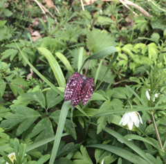 Fritillaria meleagris
