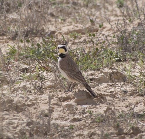 Eremophila alpestris
