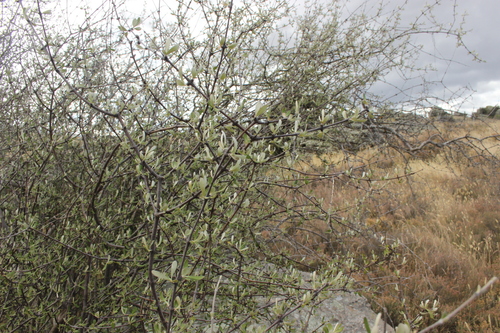 Image of Olearia odorata by (c) Joe Dillon, some rights reserved (CC BY)