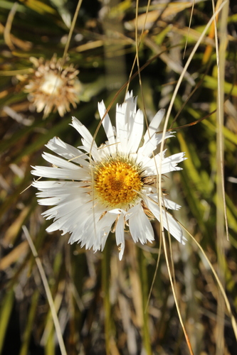Image of Celmisia lyallii by (c) Joe Dillon, some rights reserved (CC BY)