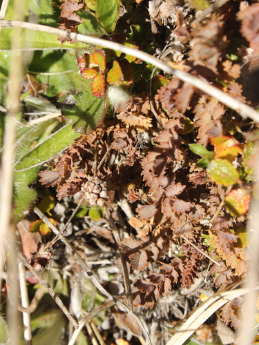 Acaena inermis (Acaena inermis)