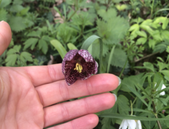 Fritillaria meleagris