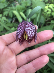 Fritillaria meleagris