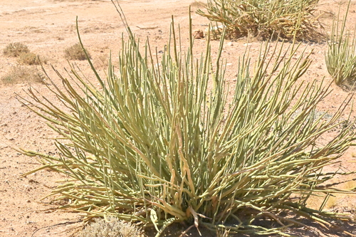 Lawrencia helmsii, 2023-12-15