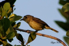 Vireo pallens