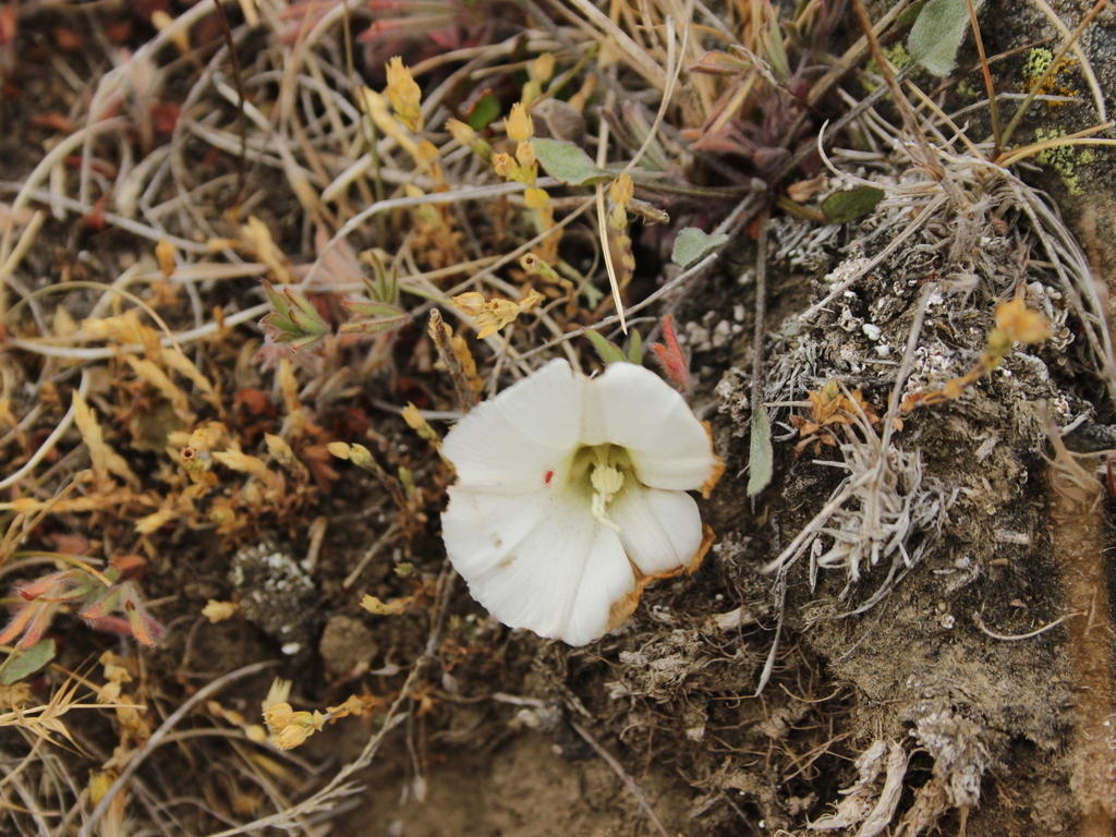 Convolvulus verecundus; photograph (c) Joe Dillon, some rights reserved (CC BY)