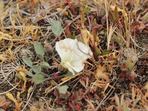 Convolvulus verecundus, photograph 3