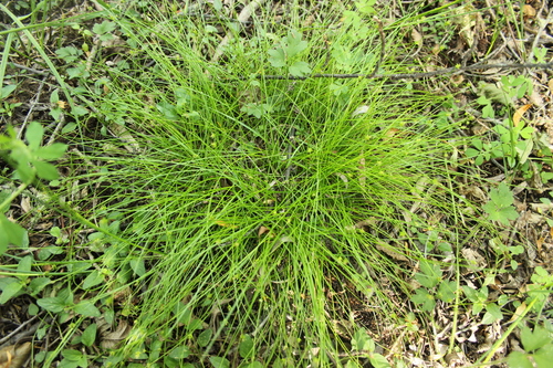 Carex capillacea iNat (1)