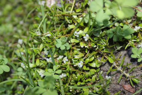 Image of Glossostigma elatinoides by (c) Joe Dillon, some rights reserved (CC BY)
