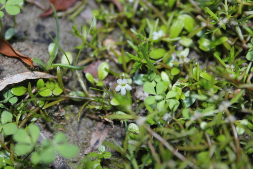 Image of Glossostigma elatinoides by (c) Joe Dillon, some rights reserved (CC BY)