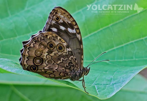 White-spotted Satyr