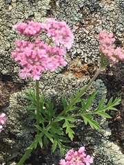 Chaetosciadium trichospermum