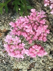 Chaetosciadium trichospermum