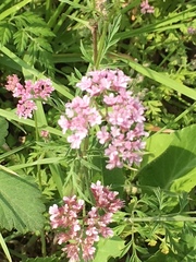 Chaetosciadium trichospermum