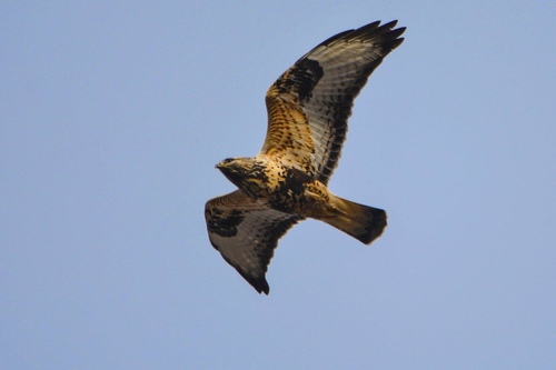 Busardo calzado (Buteo lagopus)