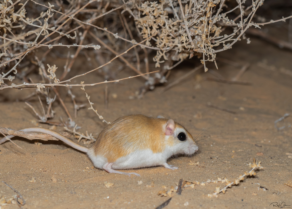 Baluchistan Gerbil