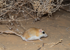 Baluchistan Gerbil photo 1