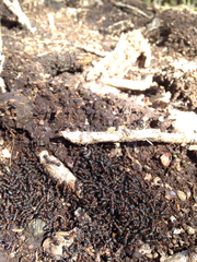 Formica polyctena × rufa