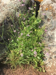 Chaetosciadium trichospermum