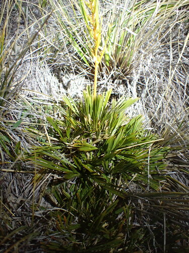 Aciphylla montana (Aciphylla montana)