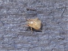 Coridromius chenopoderis