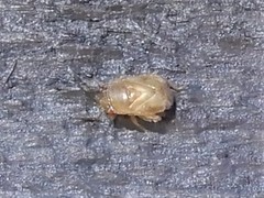 Coridromius chenopoderis